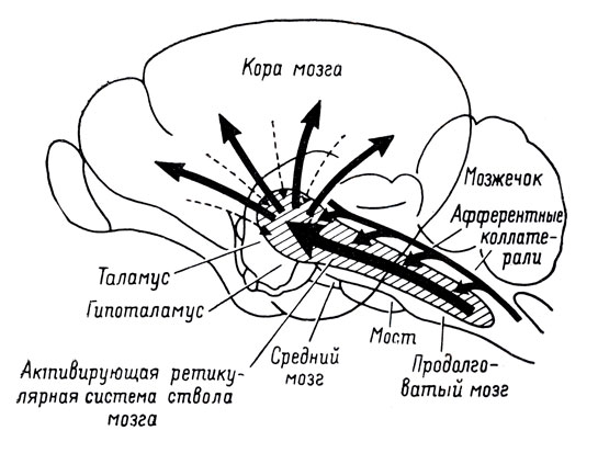 Рис. 2. Схематическое изображение мозга кошки, показывающее расположение ретикулярной формации, распределение коллатералей афферентных путей и активирующие кортикальные проекции (по Старцлу Т. Э., Тэйлору С. У. и Мэгуну Г. У.)